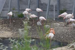 Flamant rose