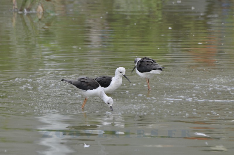 Échasse blanche
