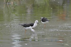 Échasse blanche