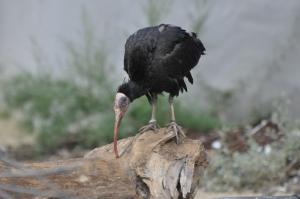Ibis chauve