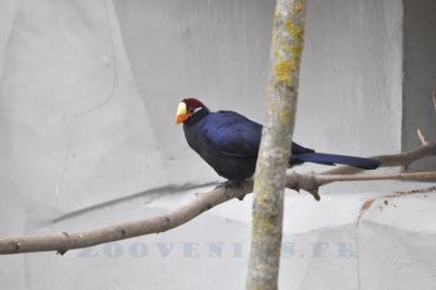Touraco violet