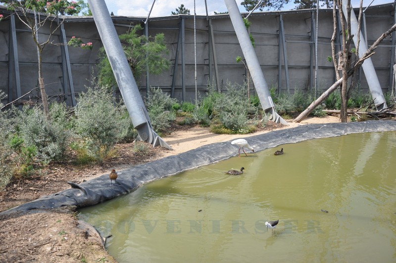 La volière africaine