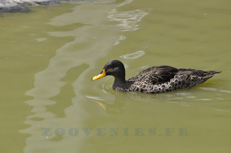 Canard à bec jaune