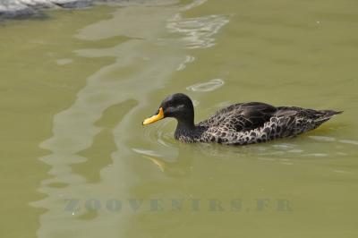 Canard à bec jaune