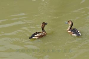 Dendrocygne fauve