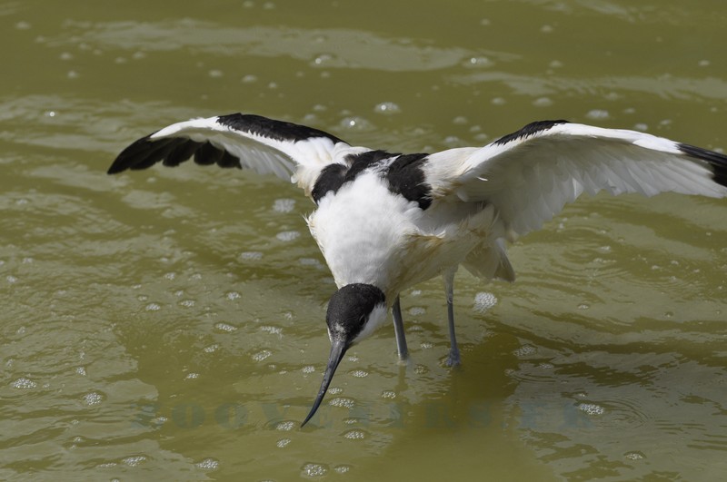 Avocette élégante