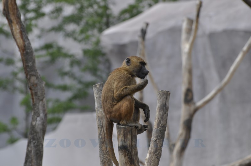Babouin de Guinée