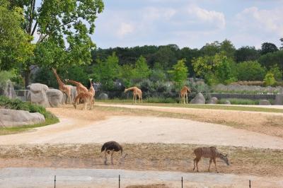 Grand koudou - Girafe d'Afrique de l'Ouest