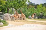 Girafe d'Afriques de l'Ouest
