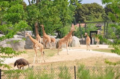 Girafe d'Afrique de l'Ouest