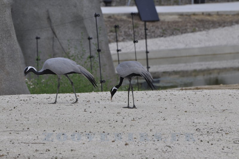 Grue demoiselle de Numidie