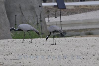 Grue demoiselle de Numidie
