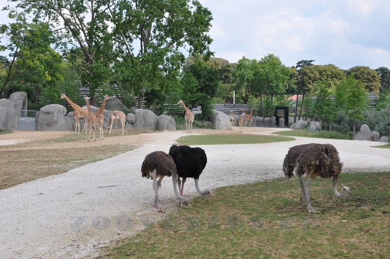Autruches - Girafe d'Afrique de l'Ouest