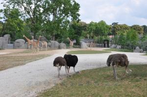Autruches - Girafe d'Afrique de l'Ouest