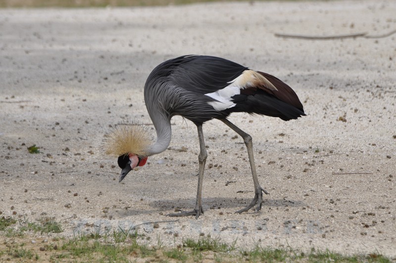Grue couronnée