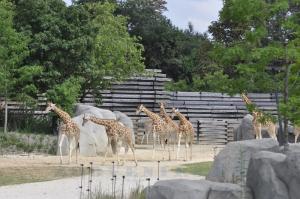 Girafe d'Afrique de l'Ouest
