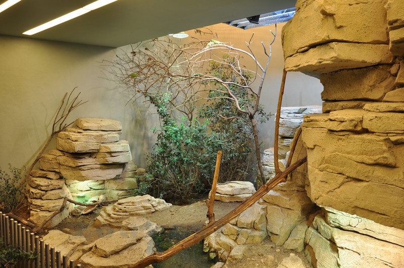 Caméléon - Lézard - Tortue