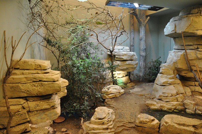 Caméléon - Lézard - Tortue