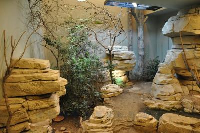 Caméléon - Lézard - Tortue