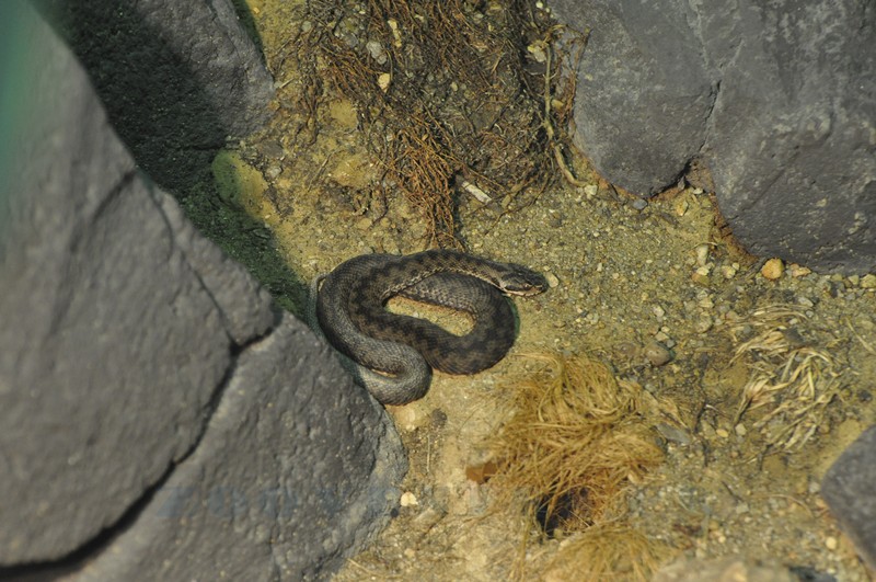 Couleuvre à échelons