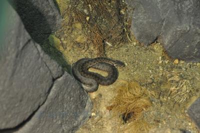 Couleuvre à échelons