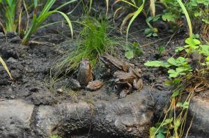 Grenouille rieuse
