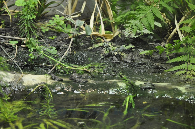 Sonneur à ventre jaune