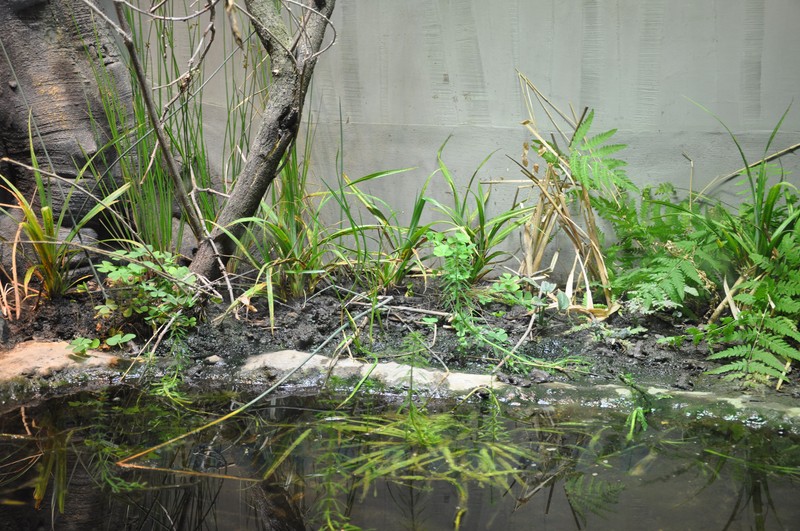 Sonneur à ventre jaune