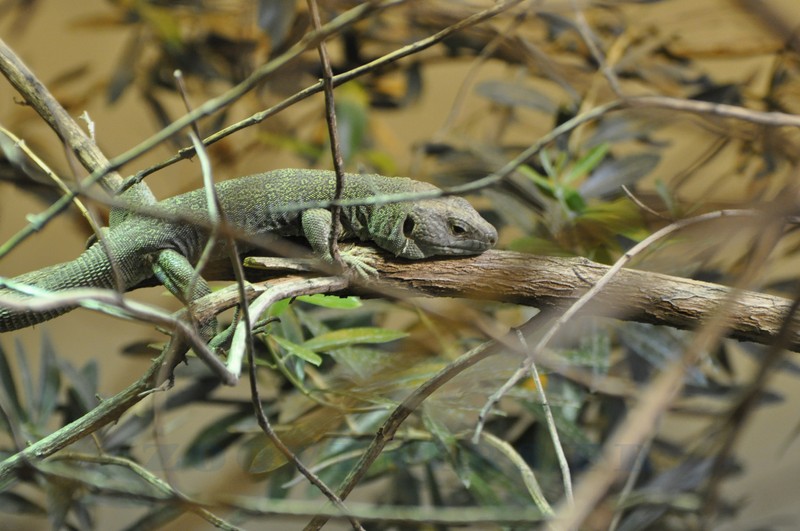 Lézard vert