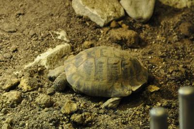 Tortue d'Hermann