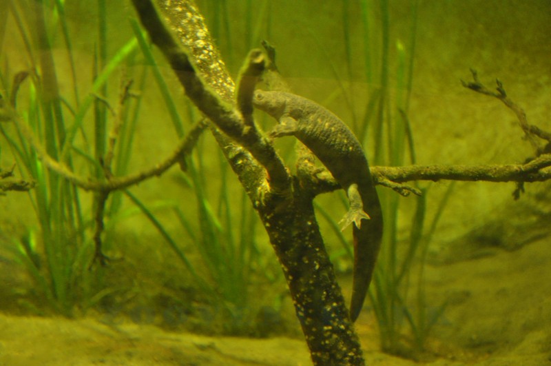 Pleurodèle de Waltl