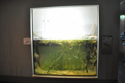 Pleurodèle de Waltl