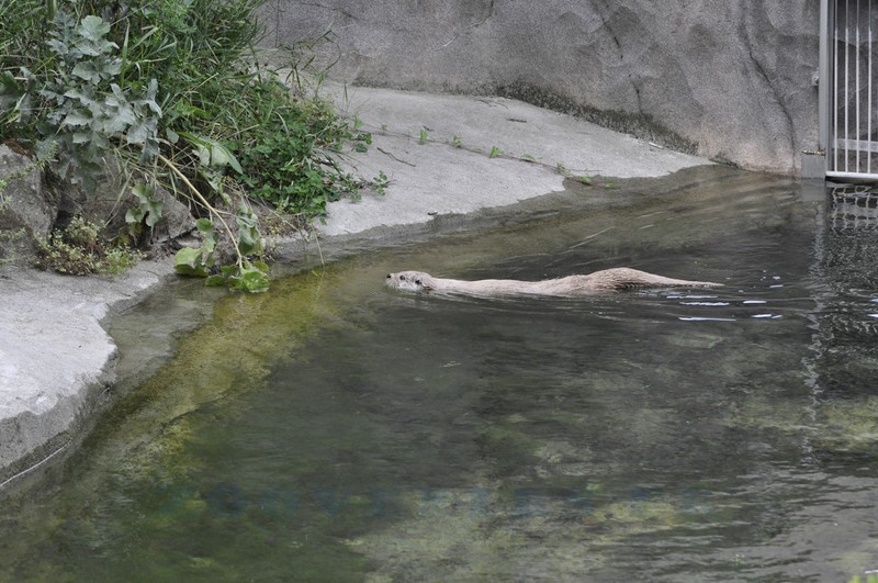 Loutre d'Europe