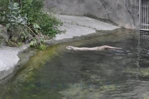 Loutre d'Europe
