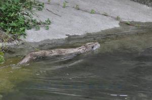 Loutre d'Europe