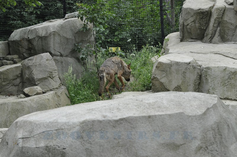 Loup ibérique