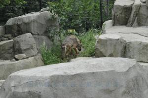 Loup ibérique