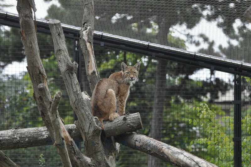 Lynx de Scandinavie
