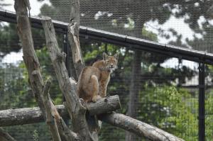 Lynx de Scandinavie