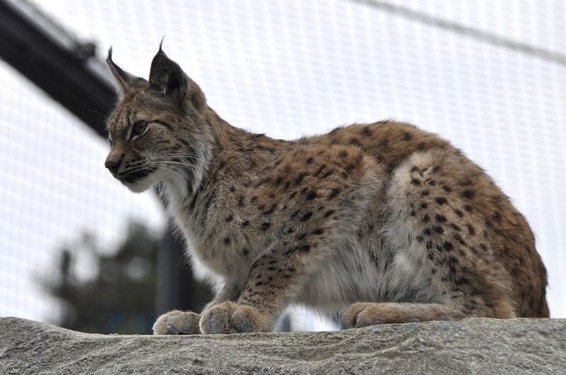 Lynx de Scandinavie