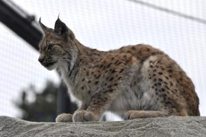 Lynx de Scandinavie