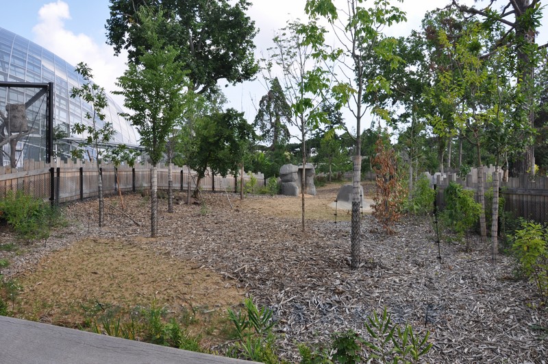 Tapir terrestre - Capybara