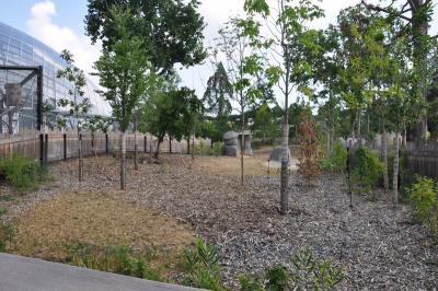 Tapir terrestre - Capybara