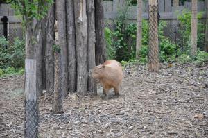 Capybara