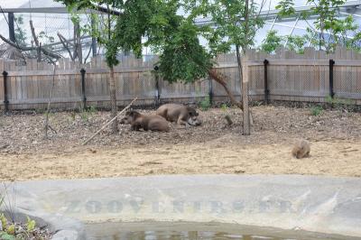 Tapir terrestre - Capybara