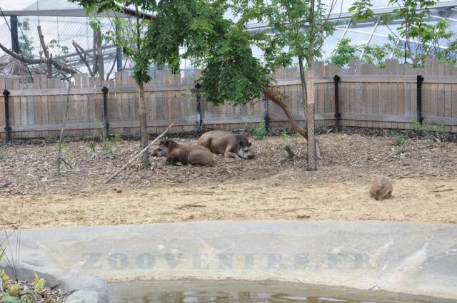 Tapir terrestre - Capybara