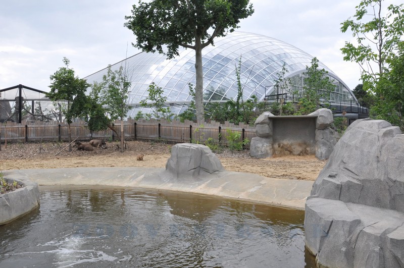Tapir terrestre - Capybara