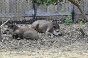 Tapir terrestre