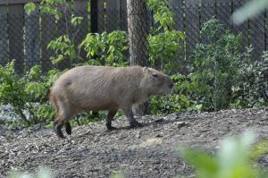 Capybara
