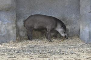 Tapir terrestre